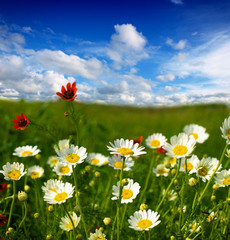 Summer wildflowers
