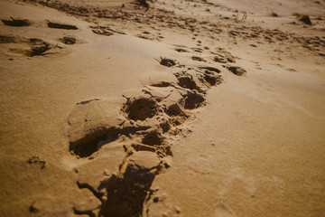 Parnidis dune (also known as The Lithuanian Sahara). Sunny winter day. Nida, Lithuania