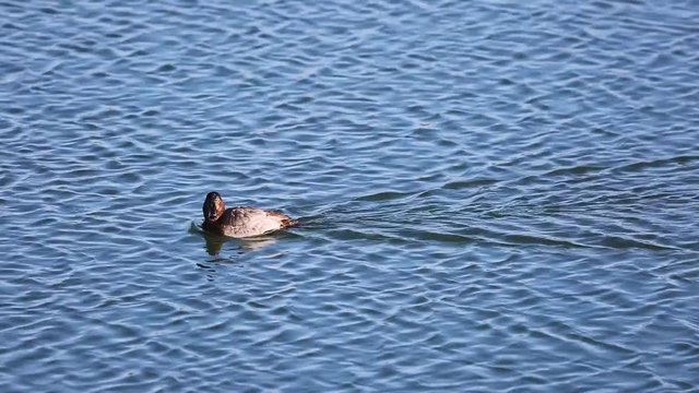 Golden eye duck (bucephala clangula) swimming on a river