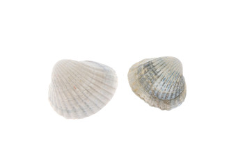shells of sea mollusks on a white background