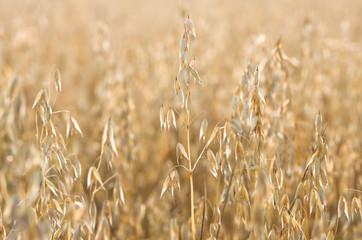 organic golden ripe ears of oats in field
