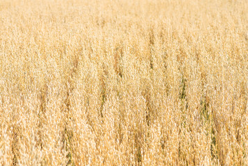 organic golden ripe ears of oats in field