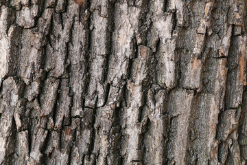 The texture of tree bark