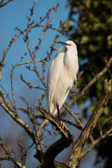 Little Egret, Heron, Egretta Garzetta