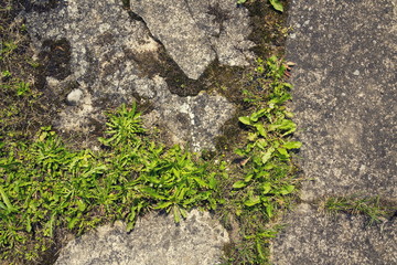 Filtered green grass growing through concrete with copy space