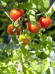 Reife und unreife Tomaten an einem Tomatenstrauch, Freilandanbau, Solanum lycopersicum
