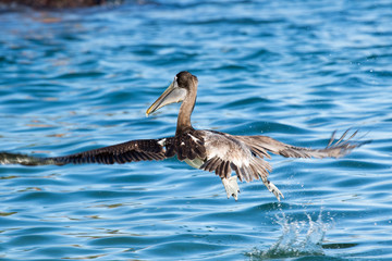 Flying Pelican