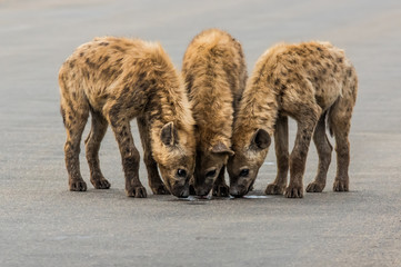 Fototapeta premium Hyena Pups Drinking From A Puddle