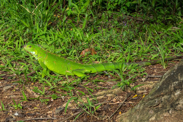 Obraz premium Leeward Islands - Martinique - Leguan in Fort de France