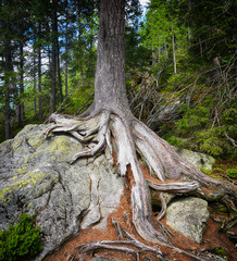 tree roots