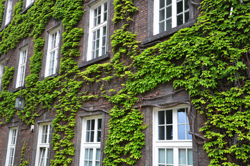 Fototapeta na wymiar covered with ivy wall