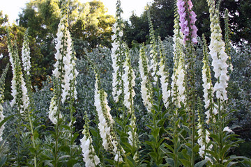 Digitales blanches en fleurs