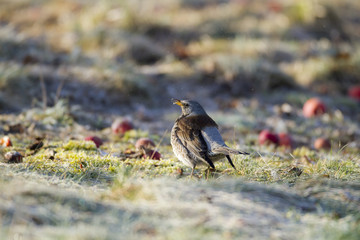 Grive litorne, turdus pilaris
