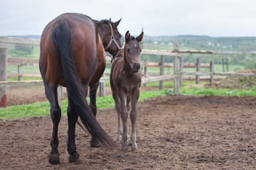 Fototapeta premium mare and foal