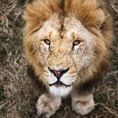 Portrait of a Beautiful Lion