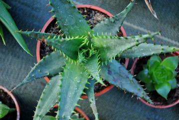 Aloes