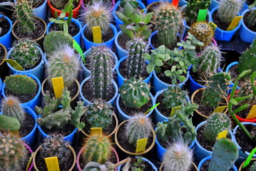 Kaktusy i sukulenty © bnorbert3