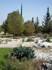 Shoham forest park January 2011