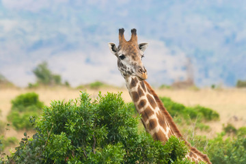 Close view of giraffe at Masai Mara National Reserve, Kenya