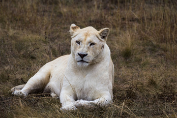 White lioness is resting after the hunt