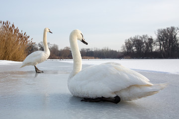 Swan pair