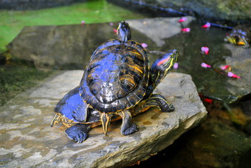 Żółwie wodno-lądowe  © bnorbert3