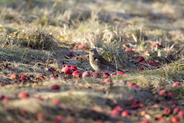 Grive litorne, turdus pilaris