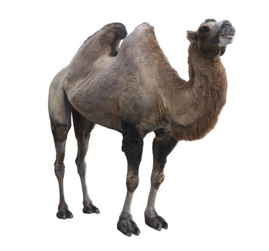Bactrian camel  (Camelus bactrianus) on white background isolated