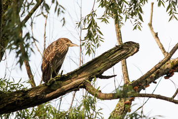 Green Heron on a branch shot from below