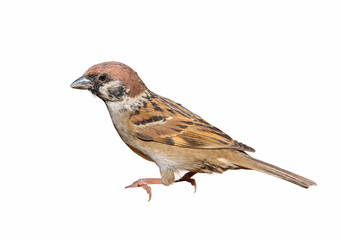 Eurasian Tree Sparrow(Passer montanus), beautiful bird isolated with white background.