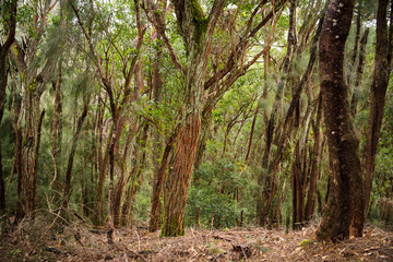 Obraz premium Palaʻau State Park Molokai