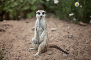 Fototapeta premium one cute little meerkat sits