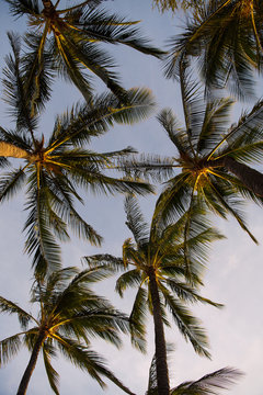 Waiting for sunset with palm tree fronds in the sky