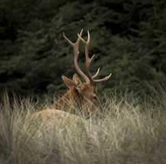 Roosevelt Elk