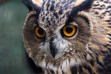 Naklejka premium Owl in profile