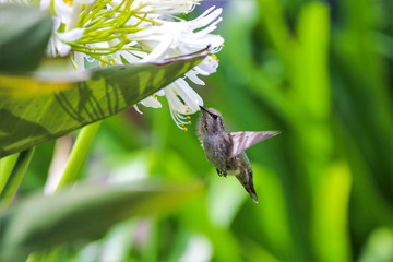 Kolibri trinkt Nektar aus weißen Blüten