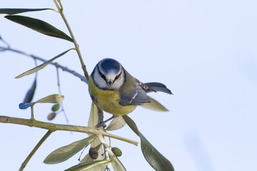 Mésange bleue sur une branche d'olivier