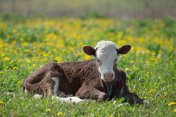 Fototapeta premium small calf lying