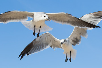 seagulls flying overhead against a blue sky