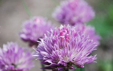 цветущий шнитт - лук