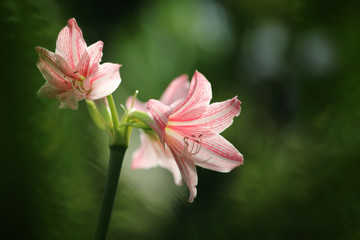 Pink amaryllis(Hippeastrum),star lily flowers.Selective focus and shallow depth of field.