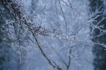 tree branches in ice