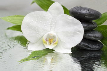 spa Background - orchids black stones and bamboo on water © sacura14