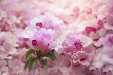 Soft pink flower,flower background for Valentine's day.Soft focus and color toned.