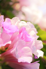 Soft pink flower,flower background for Valentine's day.Soft focus and color toned.