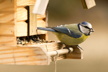 Blaumeise an einem Vogelhaus mit Korn im Schnabel