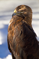 Seeadler