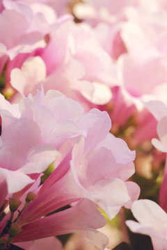 Soft pink flower,flower background for Valentine's day.Soft focus and color toned. © chokchaipoo
