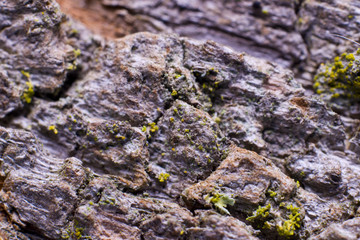 Black Locust Tree Bark close-up
