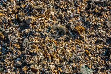 Shells fragments on the beach